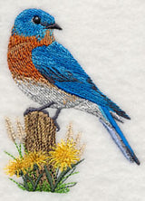 Eastern Bluebird at Rest