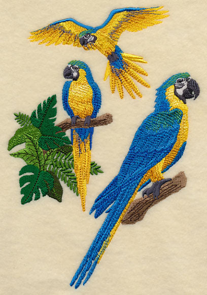 Blue-and-yellow Macaw Collage