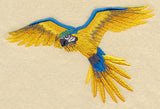 Blue-and-yellow Macaw in Flight