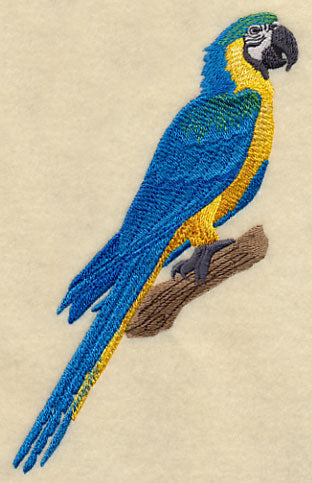 Blue-and-yellow Macaw on Branch