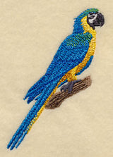 Blue-and-yellow Macaw on Branch
