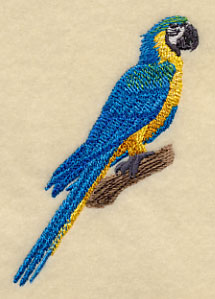 Blue-and-yellow Macaw on Branch