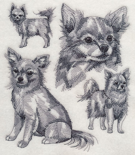 Long-haired Chihuahua Sketch