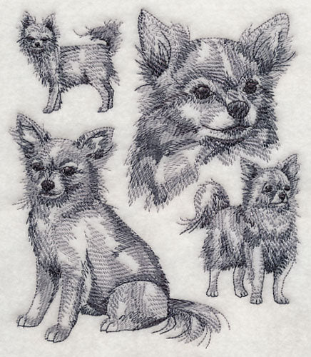 Long-haired Chihuahua Sketch