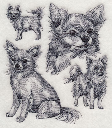 Long-haired Chihuahua Sketch