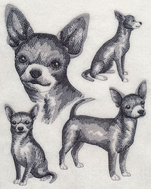 Short-haired Chihuahua Sketch
