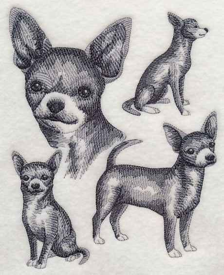Short-haired Chihuahua Sketch