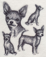 Short-haired Chihuahua Sketch