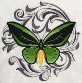 Common Green Birdwing with Baroque Background