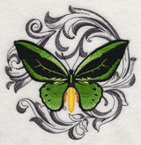 Common Green Birdwing with Baroque Background