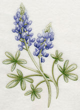 Breathtaking Bluebonnets 1