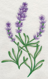 Lavish Lavender 1