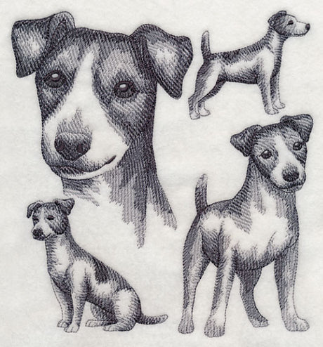 Jack Russell Terrier Sketch (Docked Tail)