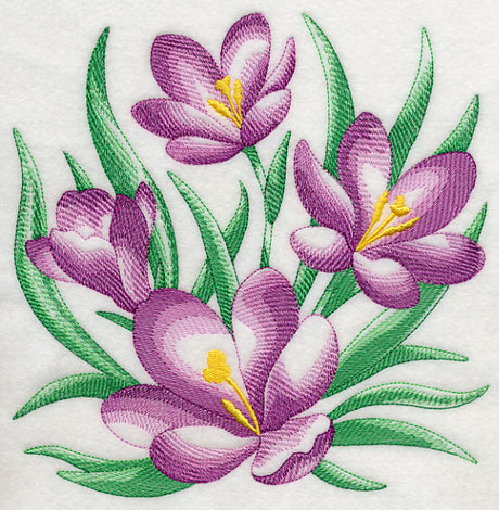 Crocus Sketch
