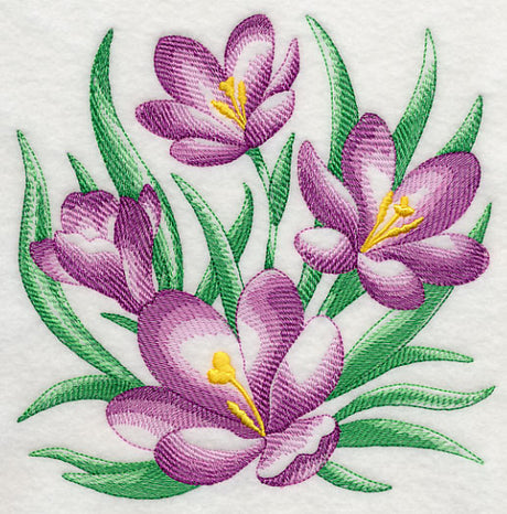 Crocus Sketch