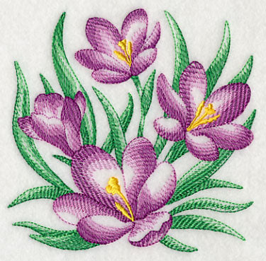Crocus Sketch