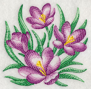Crocus Sketch