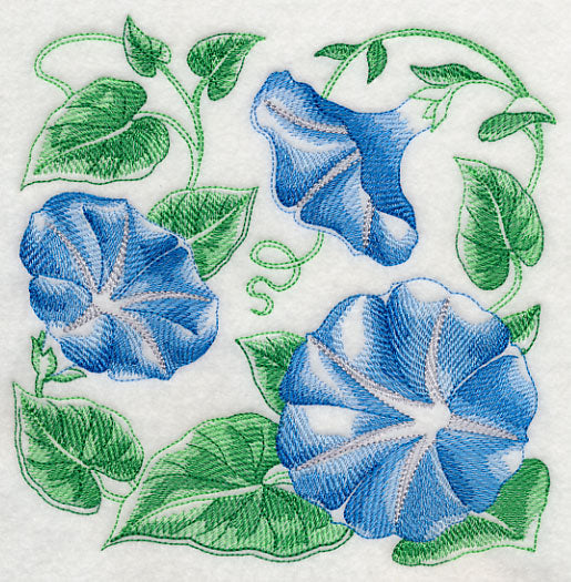 Morning Glory Sketch