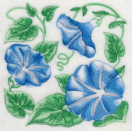 Morning Glory Sketch