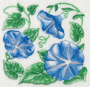 Morning Glory Sketch