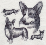 Cardigan Welsh Corgi Sketch