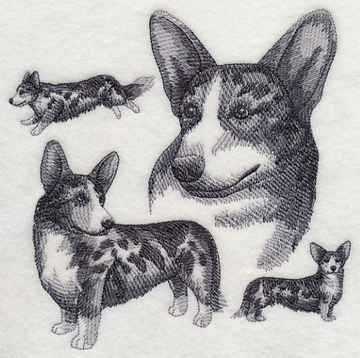 Cardigan Welsh Corgi Sketch - Merle