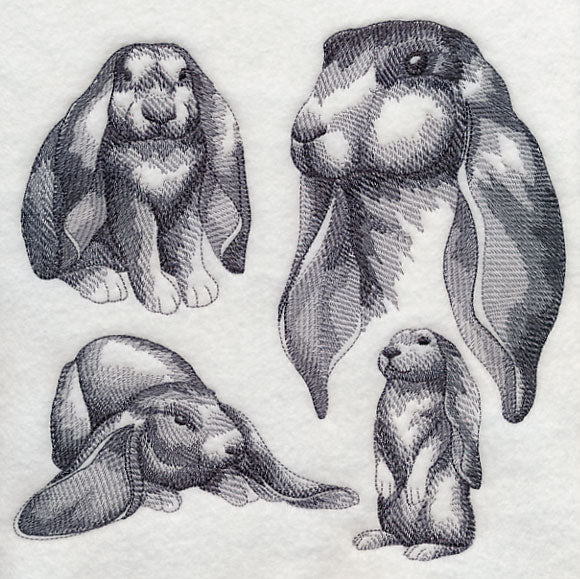 English Lop Sketch