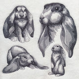 English Lop Sketch