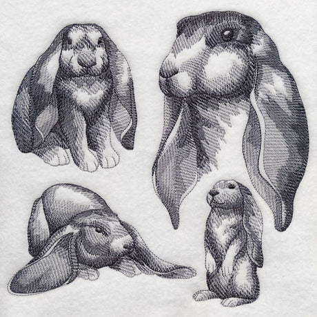 English Lop Sketch