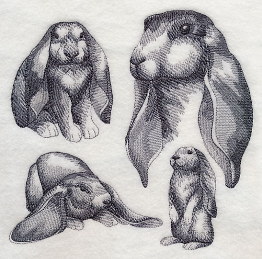 English Lop Sketch