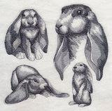 English Lop Sketch