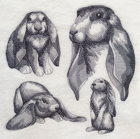 English Lop Sketch