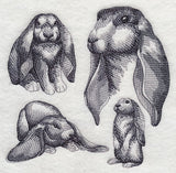 English Lop Sketch