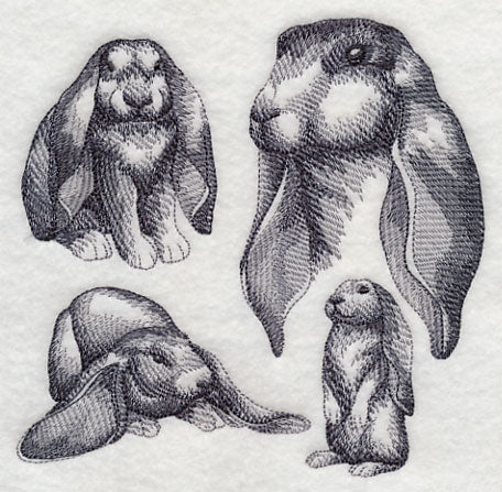 English Lop Sketch