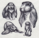 English Lop Sketch