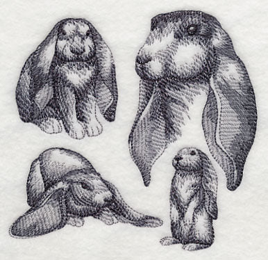 English Lop Sketch