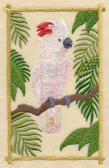 Moluccan Cockatoo in the Tropics