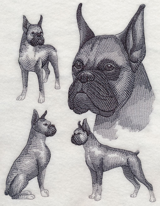 Boxer Sketch (Cropped Ears)