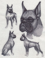 Boxer Sketch (Cropped Ears)