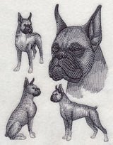 Boxer Sketch (Cropped Ears)