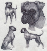 Boxer Sketch (Full Ears)