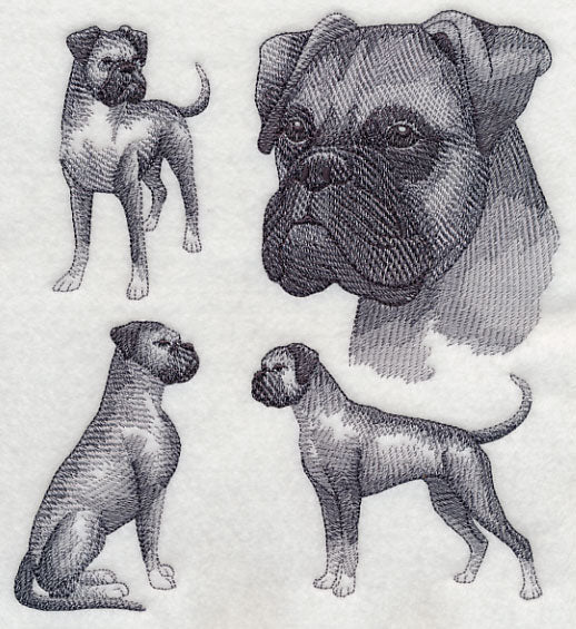 Boxer Sketch (Full Ears)