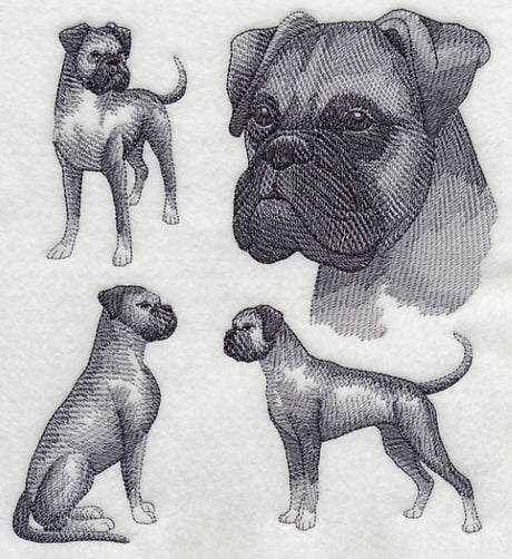 Boxer Sketch (Full Ears)