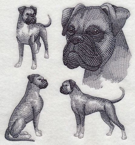 Boxer Sketch (Full Ears)