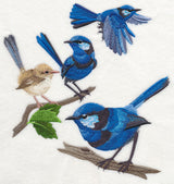 Splendid Fairy-wren Collage