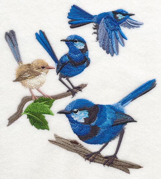 Splendid Fairy-wren Collage