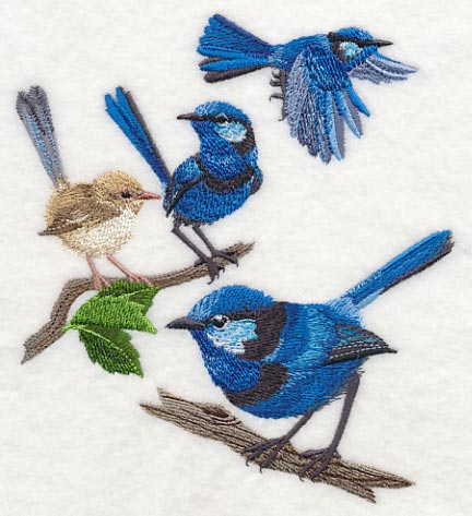 Splendid Fairy-wren Collage