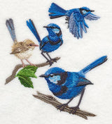 Splendid Fairy-wren Collage