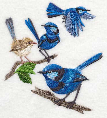 Splendid Fairy-wren Collage