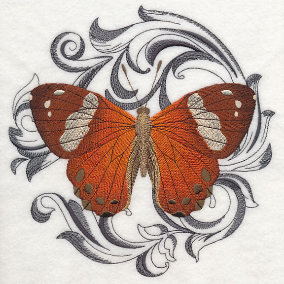 Harlequin Metalmark with Baroque Background